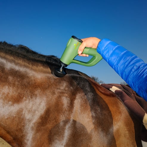 EQUIPULSER massaggio muscolare del cavallo nella zona del trapezio tratto cervicale, con testa T1