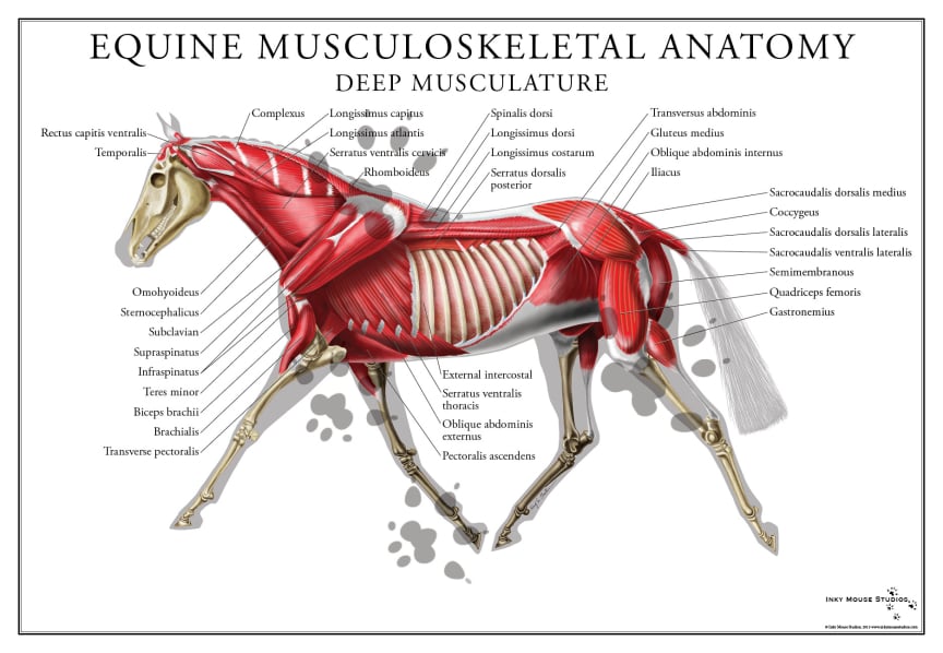 EQUIPULSER massaggiatore muscolare professionale per cavalli - anatomia muscolo scheletrica dei cavalli con la muscolatura superficiale (courtesy of JooInn and Inky Mouse Studios)