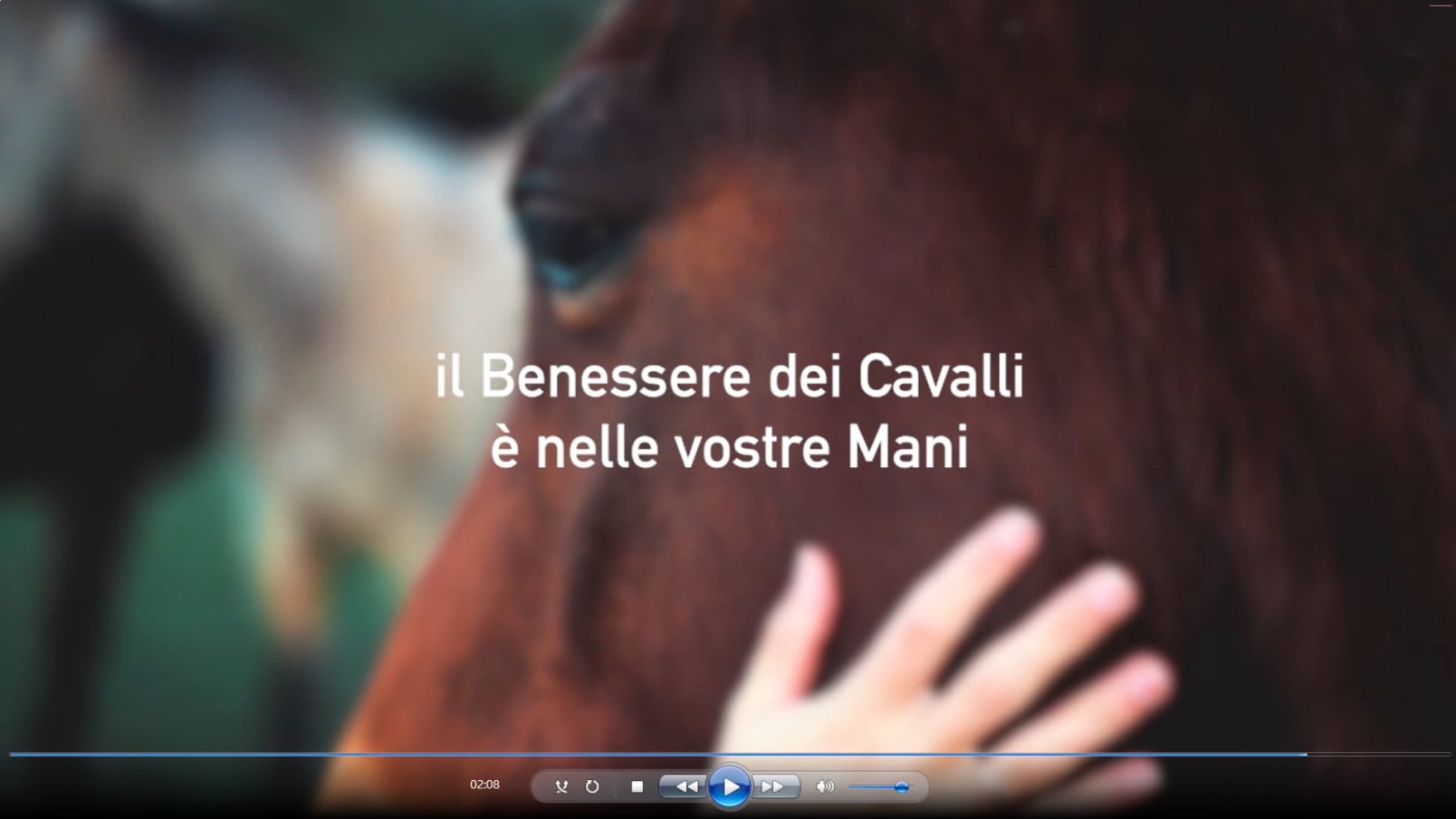 EQUIPULSER: video di presentazione del massaggiatore muscolare professionale per cavalli ed altri equini