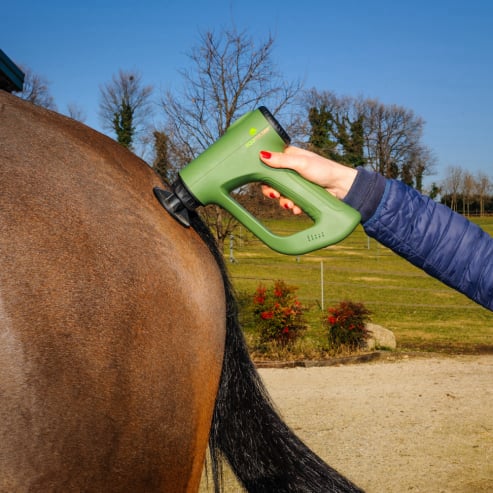 EQUIPULSER muscle massage of the horse in the gluteal fascia on the semitendinosus muscle, with T3 head
