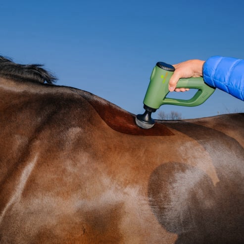 EQUIPULSER muscle massage of the horse in the trapezius area in the thoracic part, with T1 head