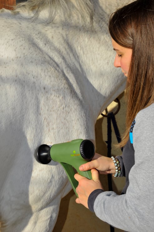 EQUIPULSER muscle massage of the horse in the triceps brachii area, with T1 head