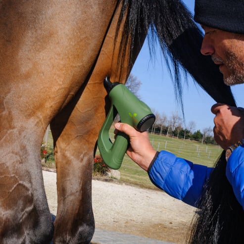 EQUIPULSER muscle massage of the horse in the semi-tendon muscle area by a Veterinary Doctor, using a T4 head